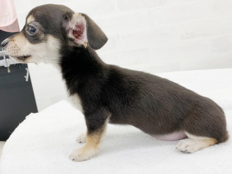入店初日の写真撮影から人懐っこさ全開 | MIX犬 チワックス （014363） - 東日暮里店