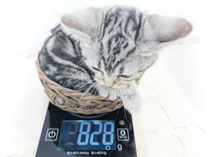 生後50日時点での体重は828g 体重は健康と食欲を測るバロメーターなのです！ | アメリカンショートヘア （814668） - 大和 相模大塚店