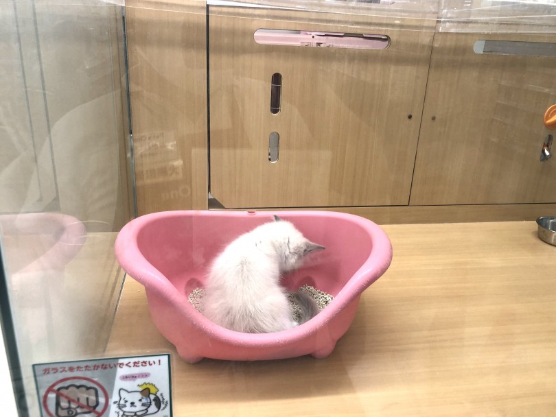 城山店のラグドールちゃんはおトイレも初日から大成功！ | ラグドール （118540） - 城山店