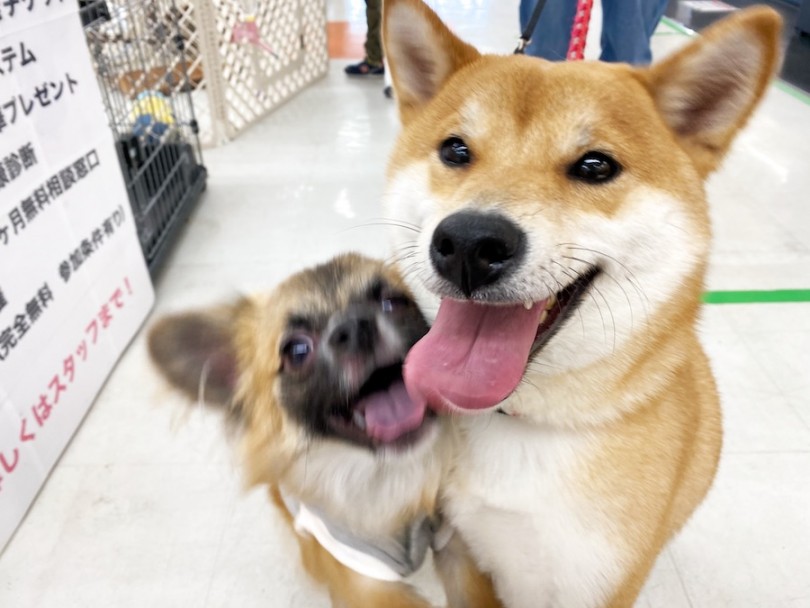 二人とも、、良い笑顔！！ | 横浜今宿店の卒業生インタビュー！初めての柴犬編！ - 横浜 今宿店