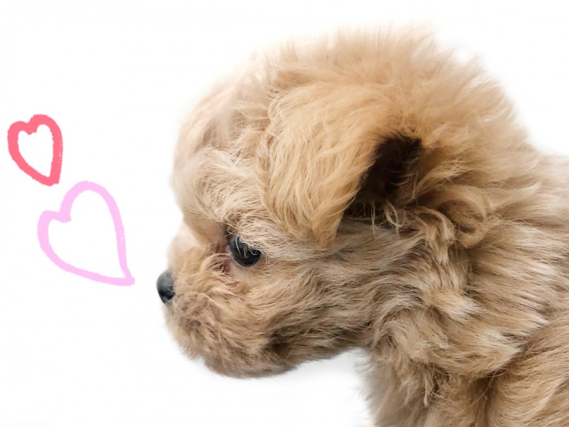 プードルに比べてお鼻は短めでどちらかというと横顔はペキニーズ | MIX犬 ペキプー （512719） - 本羽田店