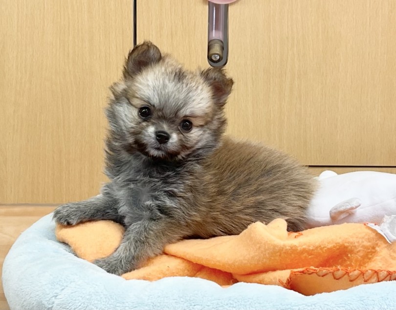 夢のワンコライフをスタートさせてみませんか？？ | MIX犬 チワポメ （117305） - 鎌ヶ谷店