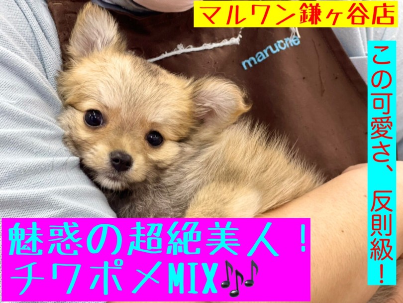 【 MIX 】チワワ×ポメラニアン！反則級の可愛さとトレーニングのコツを伝授！