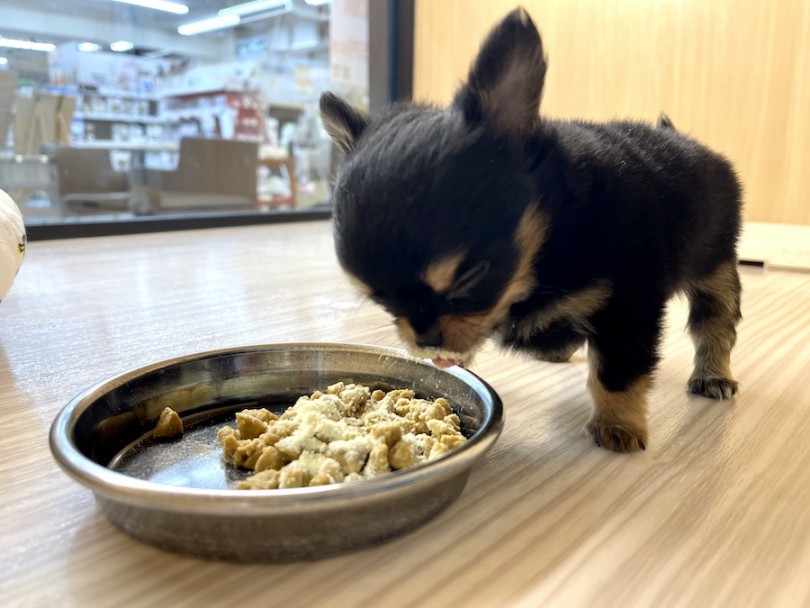 口に粉ミルクをつけながら一粒ずつ味わって食べる姿が可愛すぎる | チワワ （814672） - 大和 相模大塚店