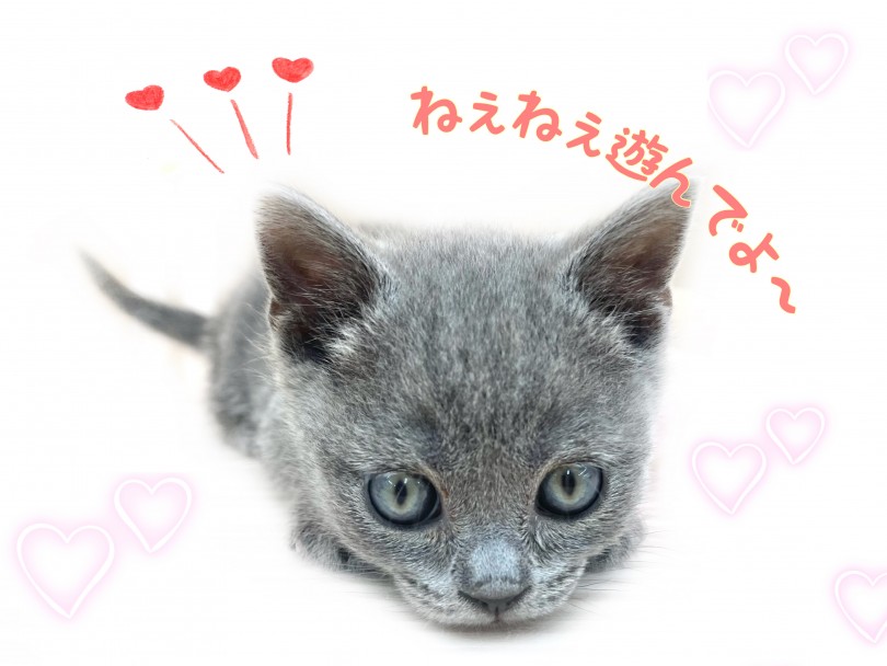 猫ちゃんが初めての方へ | ブリティッシュショートヘア （150176） - 東川口店