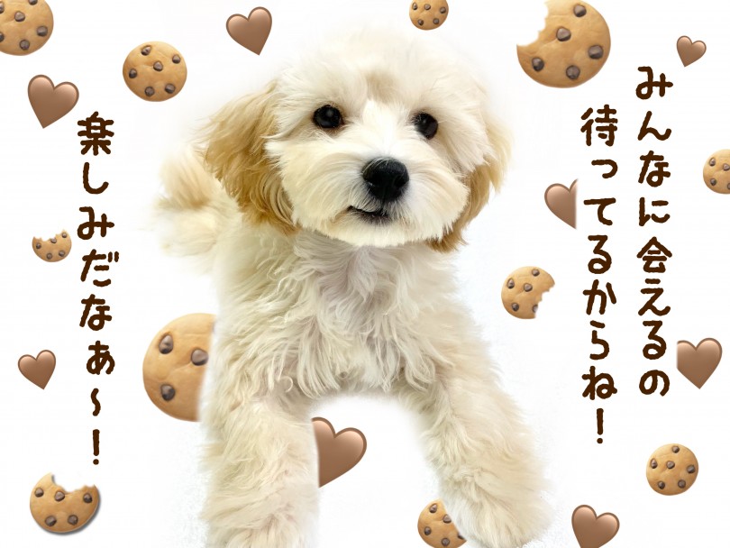 実際にマルプーちゃんと触れ合いながらこの可愛さを体感してみませんか? | MIX犬 マルプー (130281) - 高井戸店