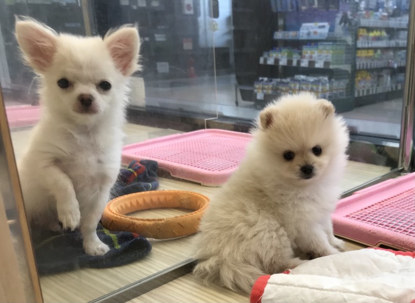 写真見て可愛い♡と思ってくださった方、マルワン梅島店にお越しください！ | ポメラニアン （119274） - 梅島店
