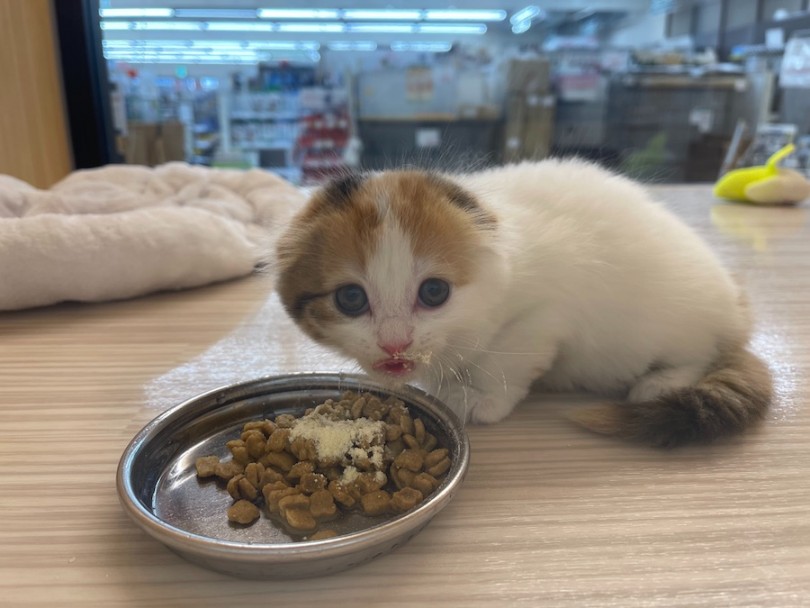 子猫の食欲が知りたければ生後50日時点の体重を見るべし！ | スコティッシュフォールド （814671） - 大和 相模大塚店
