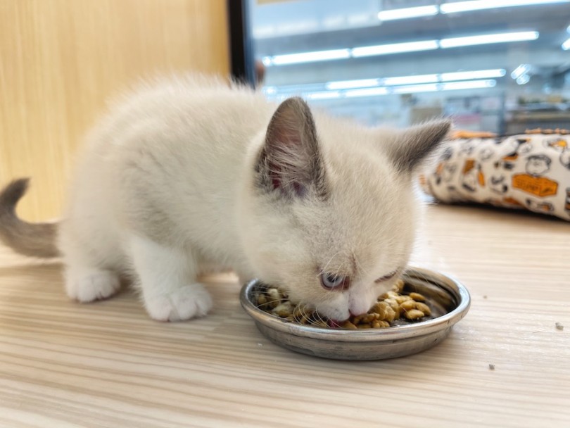食育で健康的な生活を | ブリティッシュショートヘア （814675） - 大和 相模大塚店