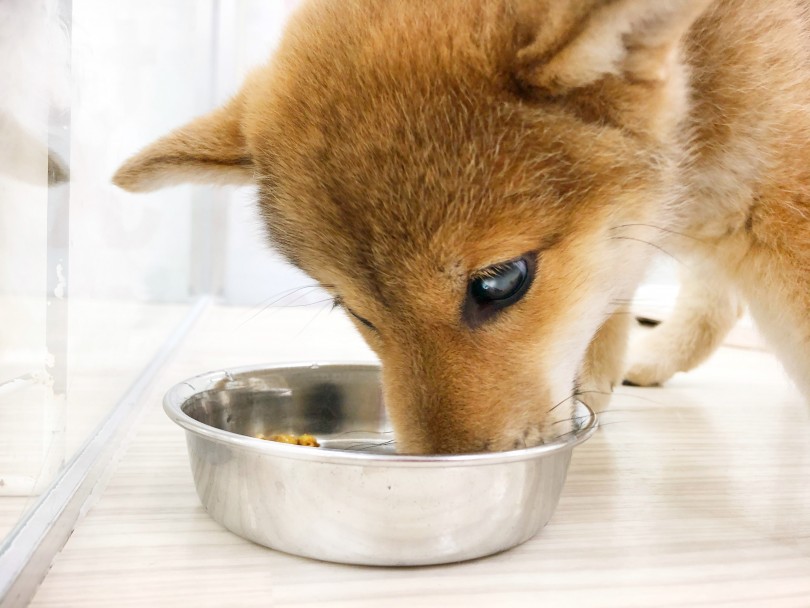 食欲旺盛な柴子ちゃんは何を食べてるの？ | 赤柴犬 （713769） - 鶴見店