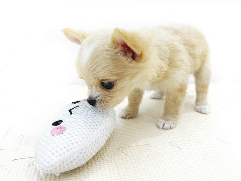 自分の身体の大きさと変わらないおもちゃで遊んでいるのたまらなく可愛いです♡ | チワワ （814676） - 大和 相模大塚店