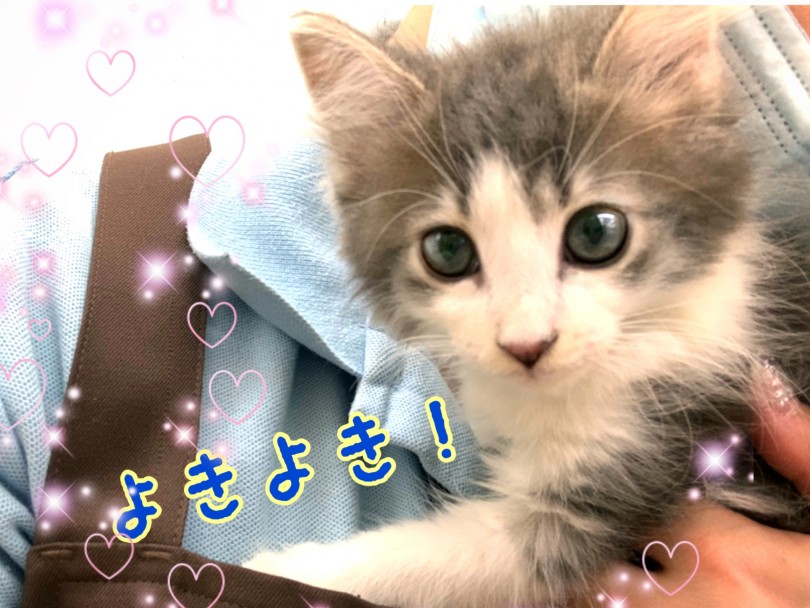 抱っこ大好き！お手入れも任せて！ | ノルウェージャンフォレストキャット （130310） - 高井戸店