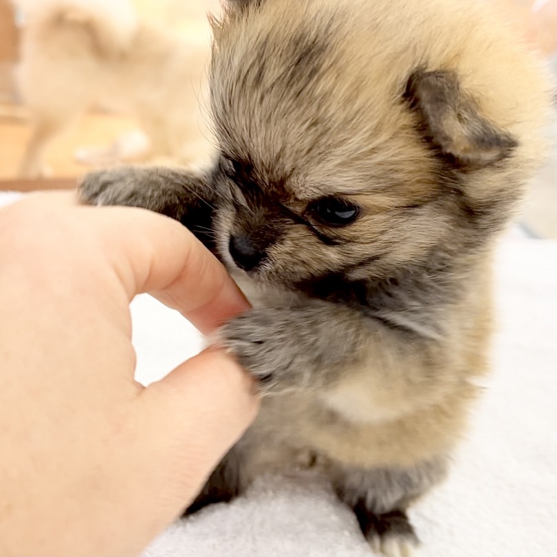 明るく陽気！人と一緒におもちゃで遊ぶのが大好きなMIXちゃん！ | MIX犬 チワポメ （117305） - 鎌ヶ谷店