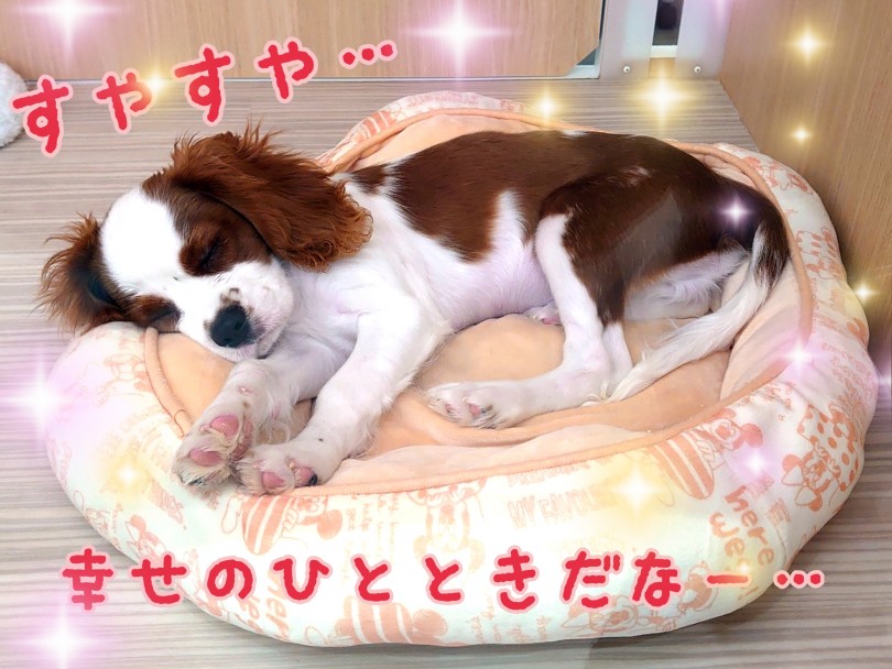 賢くてしつけがしやすいからわんちゃん初心者の方にもオススメ | キャバリア・キングチャールズ・スパニエル （130289） - 高井戸店
