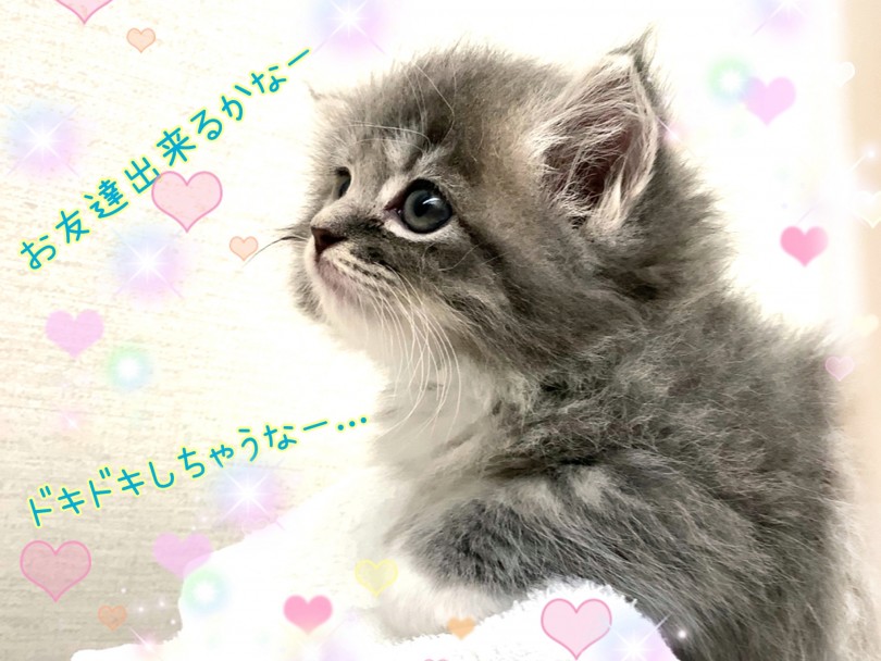 ふわふわのまんまるマンチカンちゃんと一緒にまったりおうち時間を是非！ | マンチカン （130315） - 高井戸店