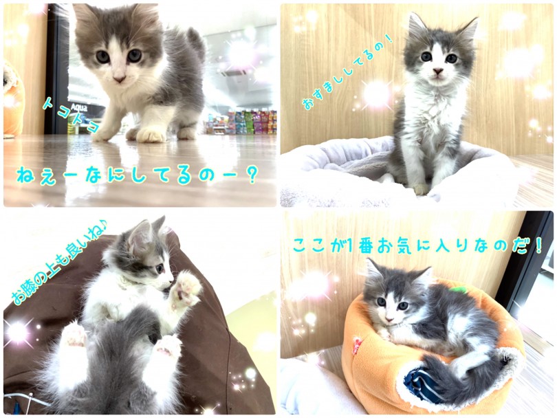 フォトジェニックさ満載のノルちゃん！ | ノルウェージャンフォレストキャット （130310） - 高井戸店