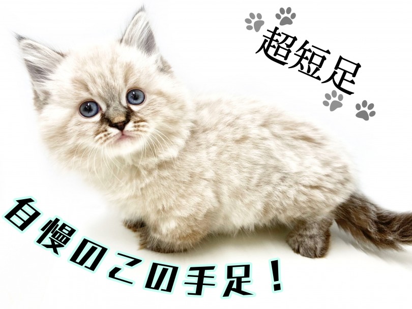 短足マンチカンちゃんが生まれる確率は全体の2～3割程度 | マンチカン （150183） - 東川口店