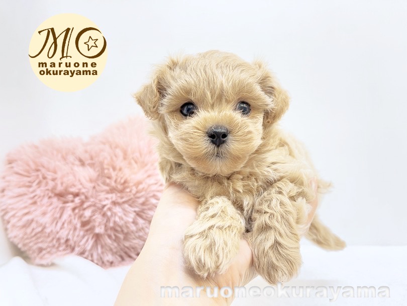 個性重視な方には魅力的な女の子 | MIX犬 ペキプー （6131014） - 横浜 大倉山店