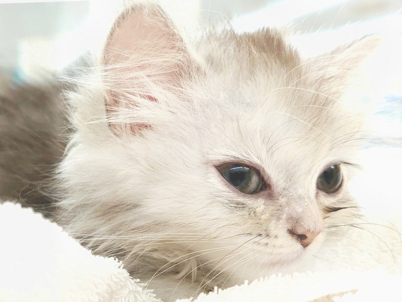 近年人気急上昇中の猫種！ありあまる可愛さを大解剖！！ | ラガマフィン （130308） - 高井戸店