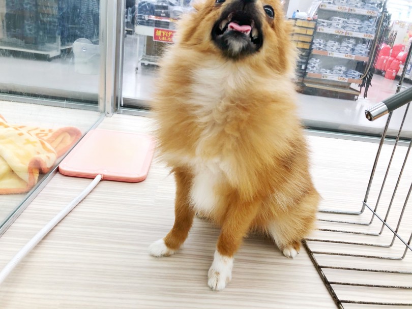 靴下を履いたポメラニアンは超絶可愛い！！ | ポメラニアン （512689） - 本羽田店