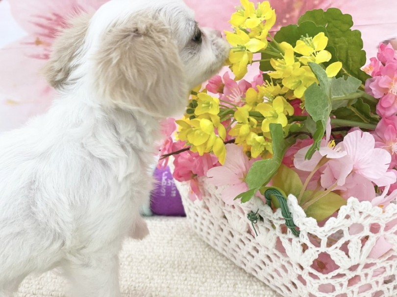 是非オンリーワンのチワキャバ君に会いに来てくださいね。 | MIX犬 チワキャバ （312004） - 港北ニュータウン店