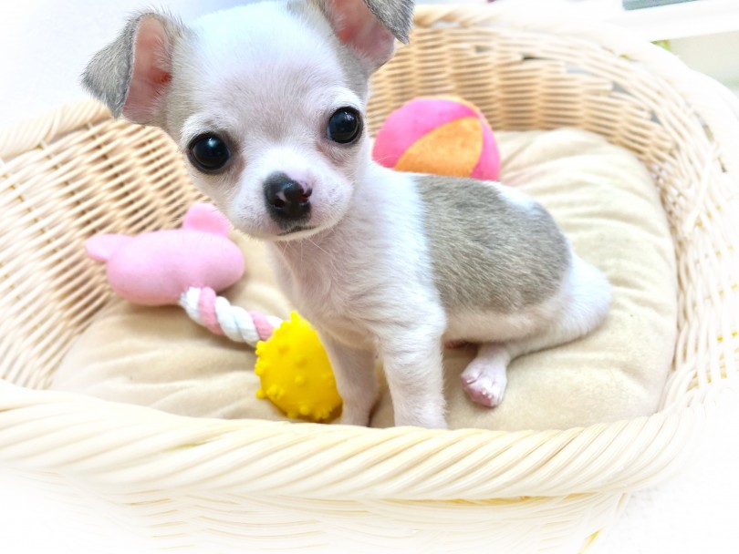 チャームポイント盛りだくさん！きれいな毛色に可愛い立ち耳スムチくん！！ | チワワ （116537） - 下丸子店