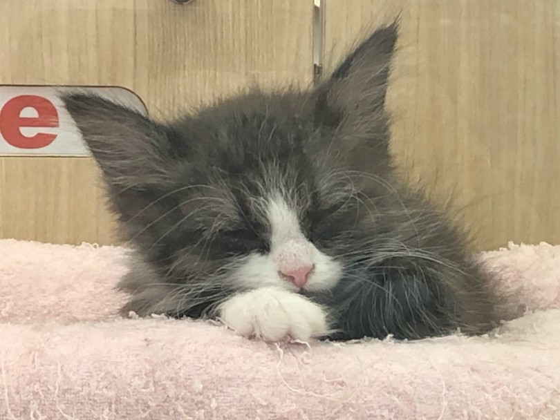 猫ちゃんの寝る時間は成猫で14時間、子猫では18時間と言われています。 | ラガマフィン （119279） - 梅島店