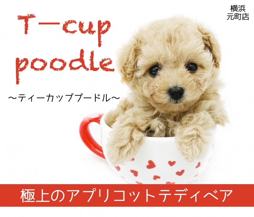 【 ティーカッププードル 】生後60日で415g！極上のアプリコットテディベア！
