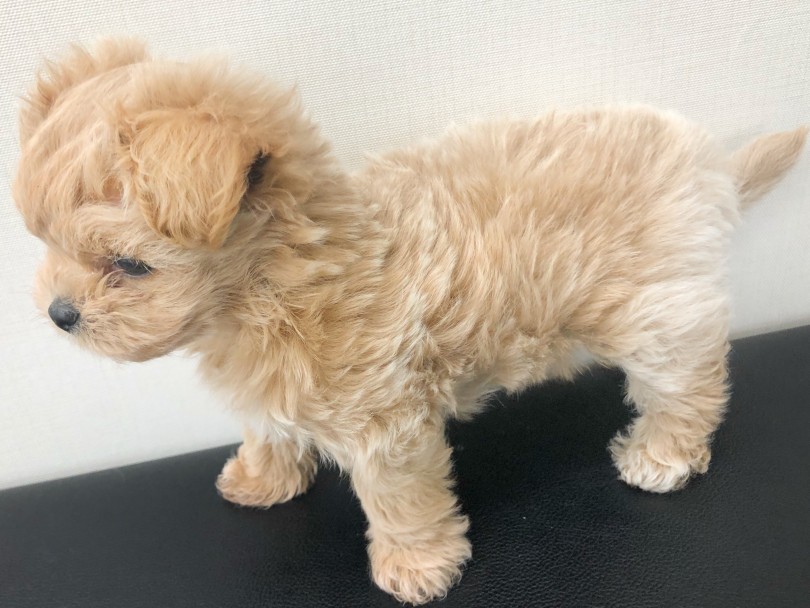 ドワーフ体型のお体で可愛さアップ！！ | MIX犬 ペキプー （512719） - 本羽田店