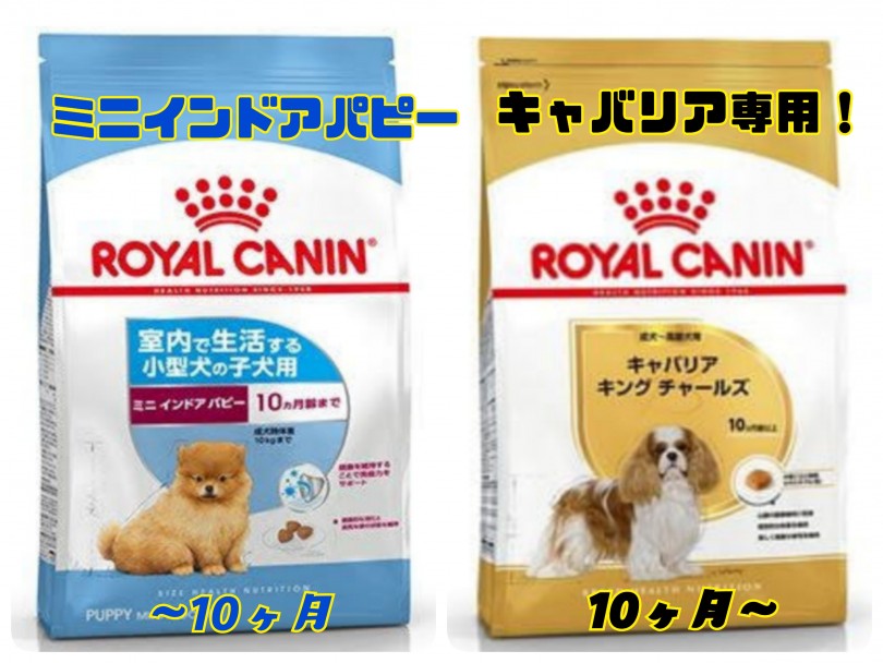 ロイヤルカナン ミニインドアパピー | キャバリア・キングチャールズ・スパニエル （130289） - 高井戸店