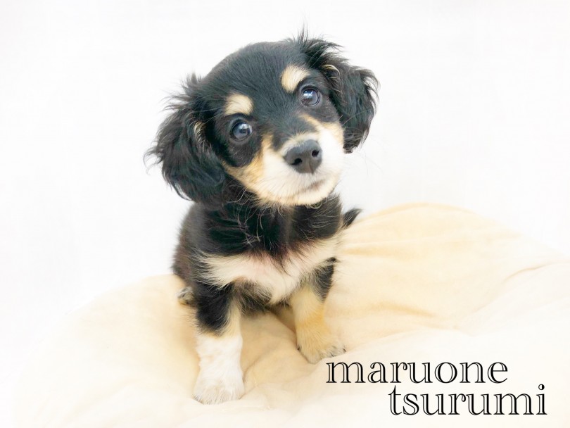 オンリーワン要素たくさんなマルックスちゃんにぜひ一度会いに来て下さいね♪ | MIX犬 マルックス (713780) - 鶴見店
