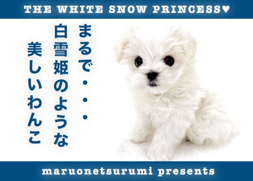 【 マルチーズ 】まるで白雪姫のような美しさ！パパはアメリカンチャンピオン！