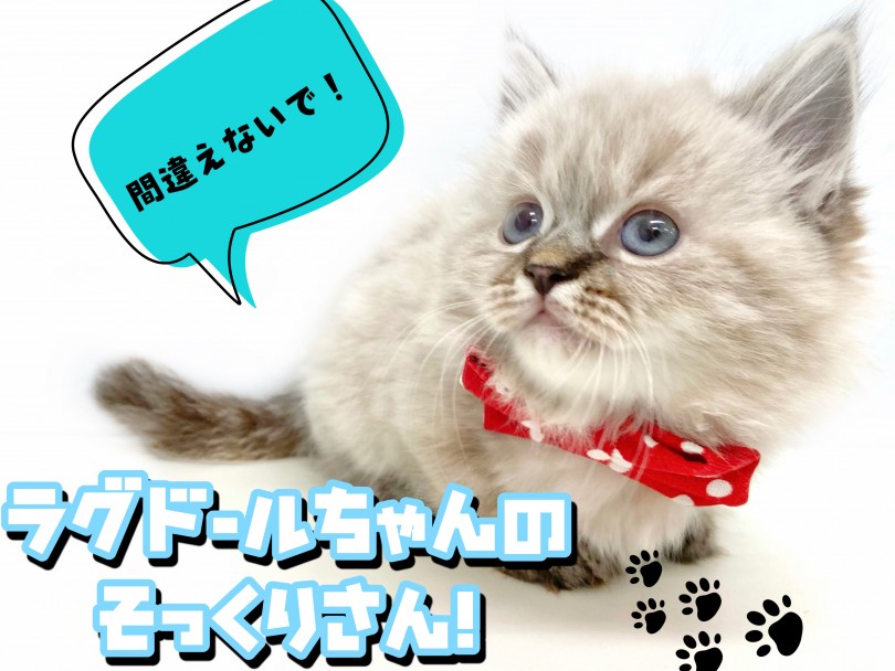 見た目はまるでラグドールの様！サファイアブルーの綺麗な瞳が特徴的！ | マンチカン （150183） - 東川口店