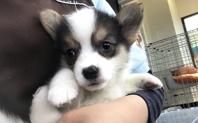 ワンちゃんと一緒にスポーツを楽しめる1番の小型犬と言えばコーギーではないでしょうか | ウェルシュコーギーペンブローク (119277) - 梅島店
