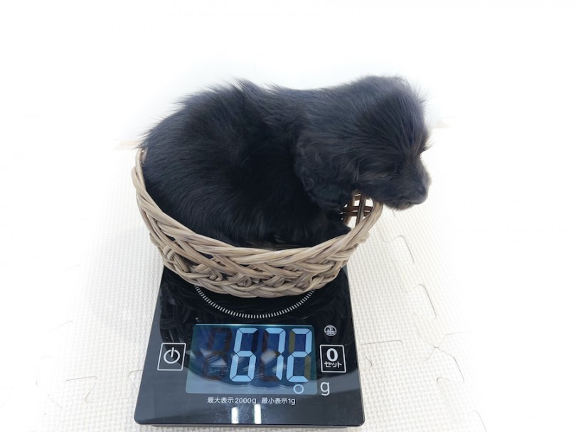 生後50日の体重は672g! | カニンヘン・ダックスフント （814674） - 大和 相模大塚店