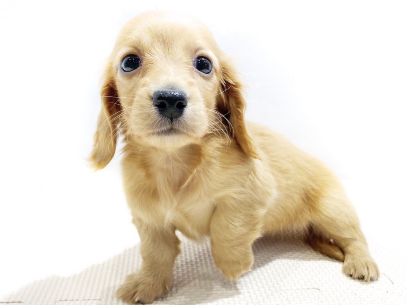食器を回収するとおかわりですか！？と目がキラキラと期待しているダックスちゃん | ミニチュア・ダックスフント （11826） - 横浜 白楽店