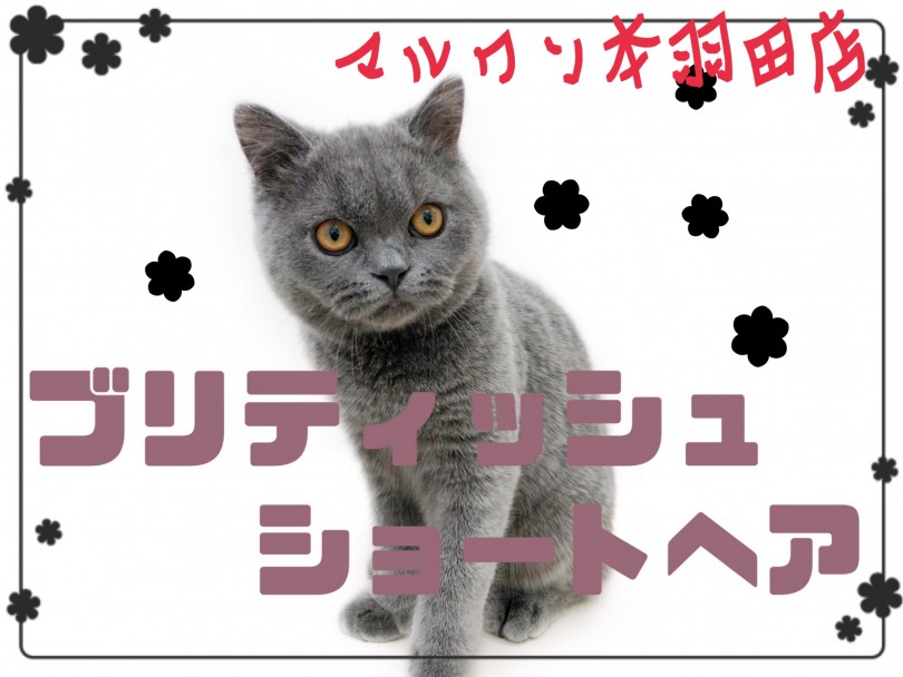 【 ブリティッシュショートヘア 】クールな見た目とは裏腹な性格にギャップ萌え！