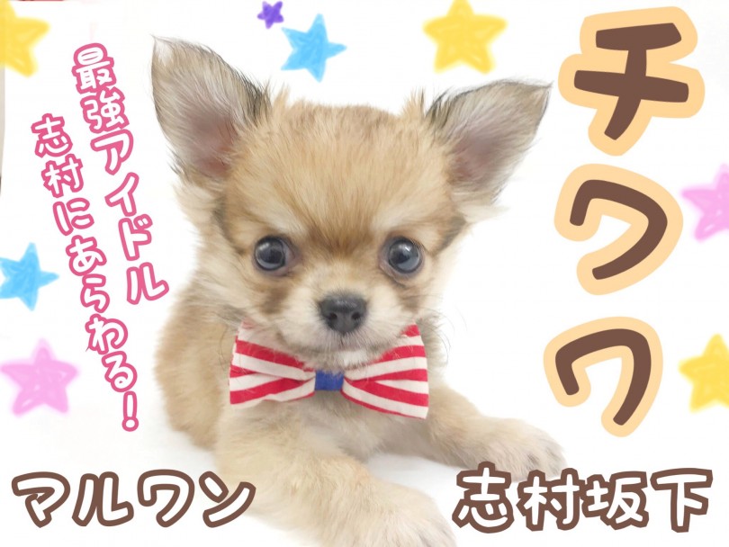 【 チワワ 】ドワーフ体型&マズル短め！かわいいが大渋滞すぎるチワワ君登場！