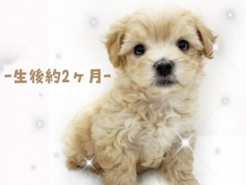可愛さ満載のルックス | MIX犬 マルプー (130281) - 高井戸店