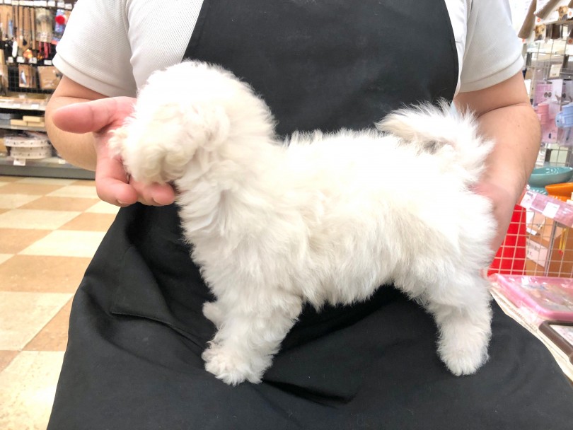 軽くボリュームのある毛質 | ビションフリーゼ （118537） - 城山店