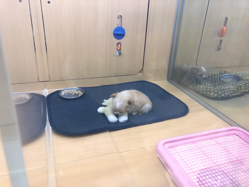 お留守番などひとりの時間も大事 | チワワ （118539） - 城山店