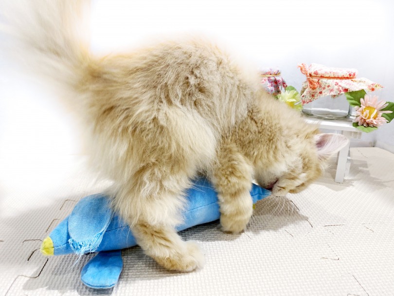 穏やかで温厚な性格から猫界の『テディベア』とも呼ばれているラガマフィン | ラガマフィン （11810） - 横浜 白楽店
