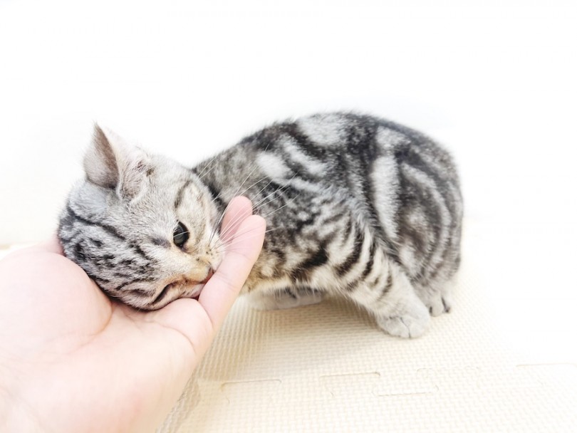 懐っこい猫に育てるためにはスキンシップの順番が大切！ | アメリカンショートヘア （814668） - 大和 相模大塚店