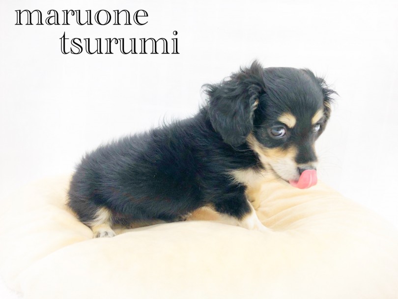 短足のルックスはダックスフントのママ譲り♪ | MIX犬 マルックス (713780) - 鶴見店