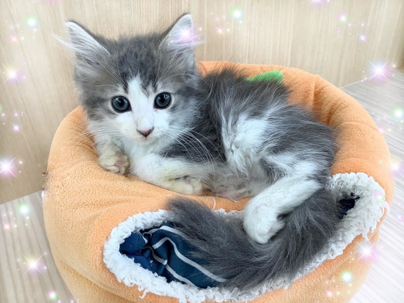 さすが大型猫種！むくむくのふわふわ！ | ノルウェージャンフォレストキャット （130310） - 高井戸店
