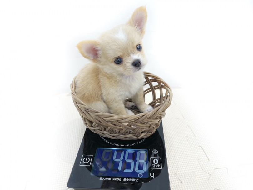 生後50日での体重はなんと456g! | チワワ （814676） - 大和 相模大塚店