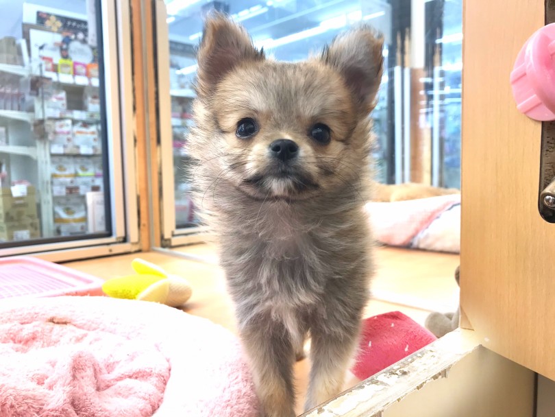 メリハリのある動きとは | MIX犬 チワポメ （117305） - 鎌ヶ谷店
