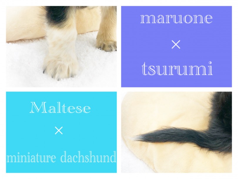 抜けにくい被毛はマルチーズの遺伝子。 | MIX犬 マルックス (713780) - 鶴見店