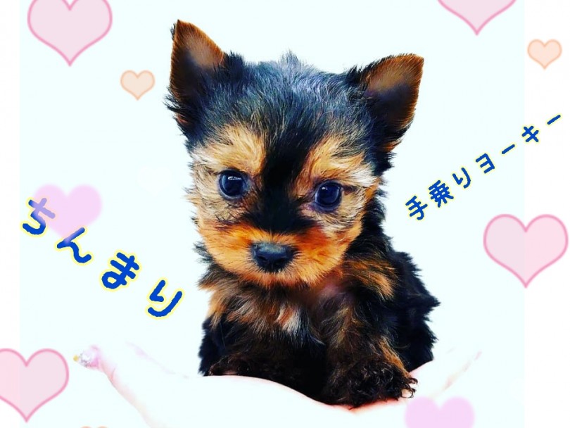 お店に来たばっかりのヨーキーちゃんは驚異の480g | ヨークシャーテリア （130264） - 高井戸店