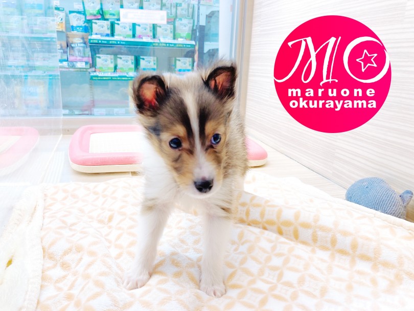 【豆知識】シェットランドシープドッグの犬種特性のご紹介 | シェットランドシープドッグ （6131013） - 横浜 大倉山店